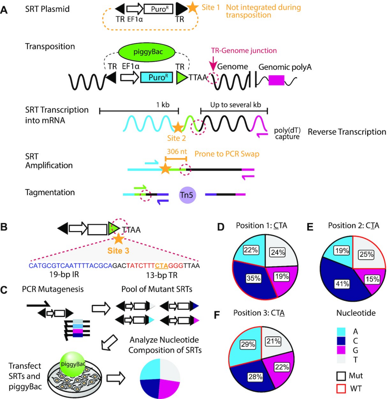 A graphic describing the calling cards protocol in mammals